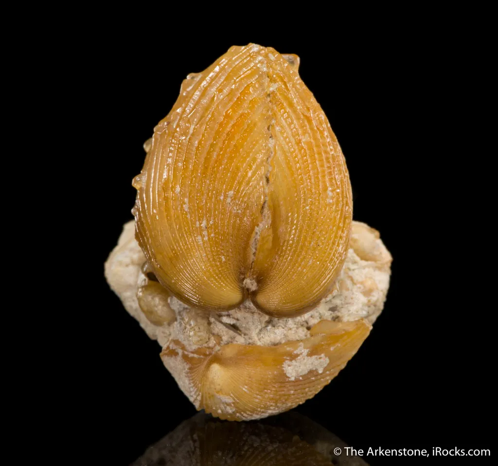 Quartz var. Agate ps. after Shell - image 2