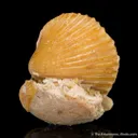 Quartz var. Agate ps. after Shell - image 1