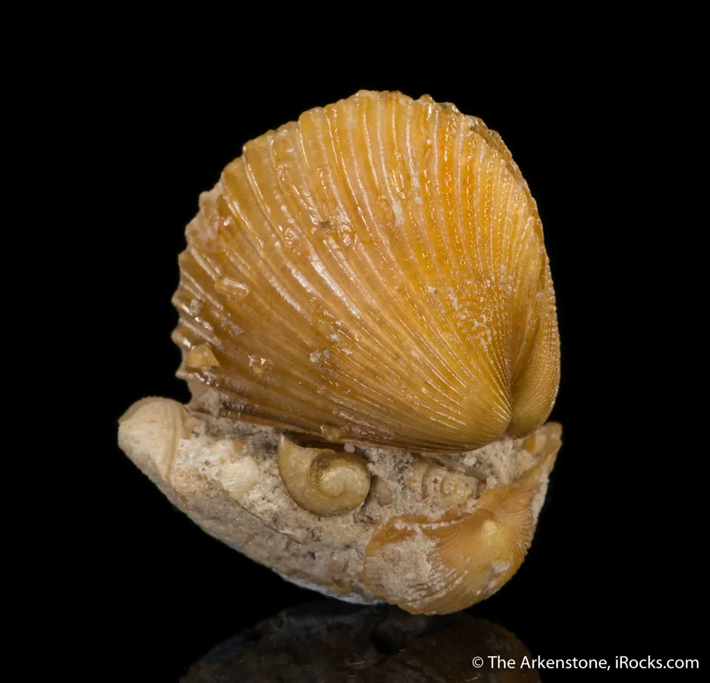 Quartz var. Agate ps. after Shell - image 3