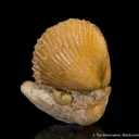 Quartz var. Agate ps. after Shell - image 3