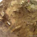Quartz With Anatase and Clay Inclusions - image 3