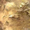 Quartz With Anatase and Clay Inclusions - image 2