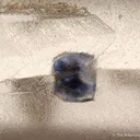 Quartz With Fluorite Inclusions - image 2