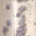 Quartz With Fluorite Inclusions - image 2