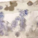 Quartz With Fluorite Inclusions - image 3