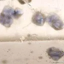Quartz With Fluorite Inclusions (Doubly-Terminated) - image 3
