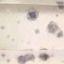 Quartz With Fluorite Inclusions (Doubly-Terminated) - image 2