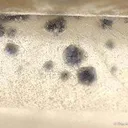 Quartz With Fluorite Inclusions - image 2