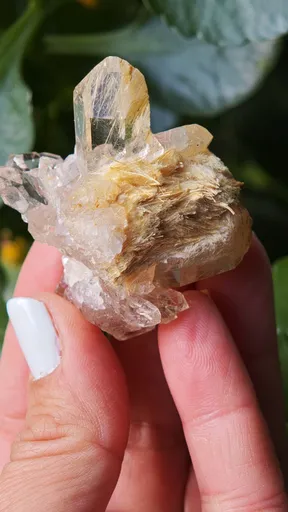 specimen video