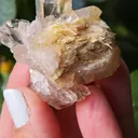 specimen video