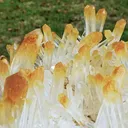 specimen video