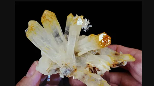 specimen video