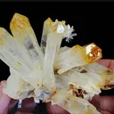 specimen video