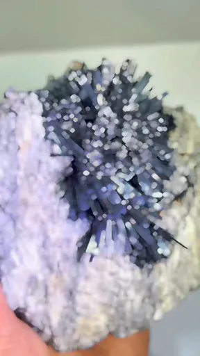 specimen video