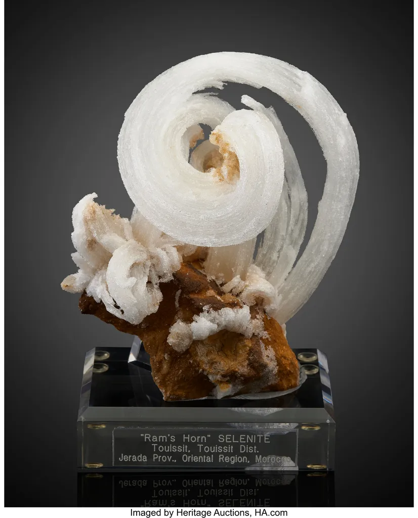 Ram's Horn Selenite image