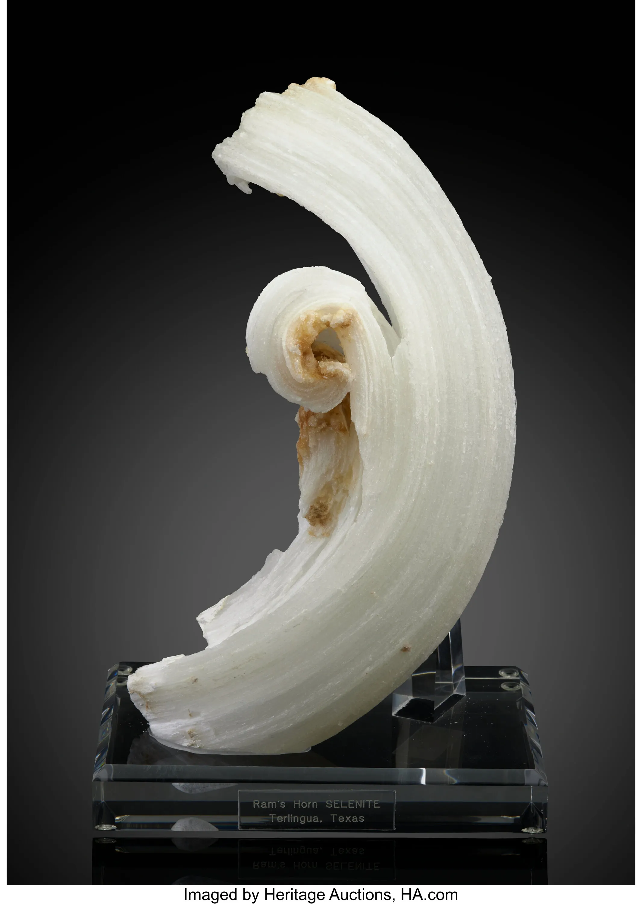 Ram's Horn Selenite - image 1