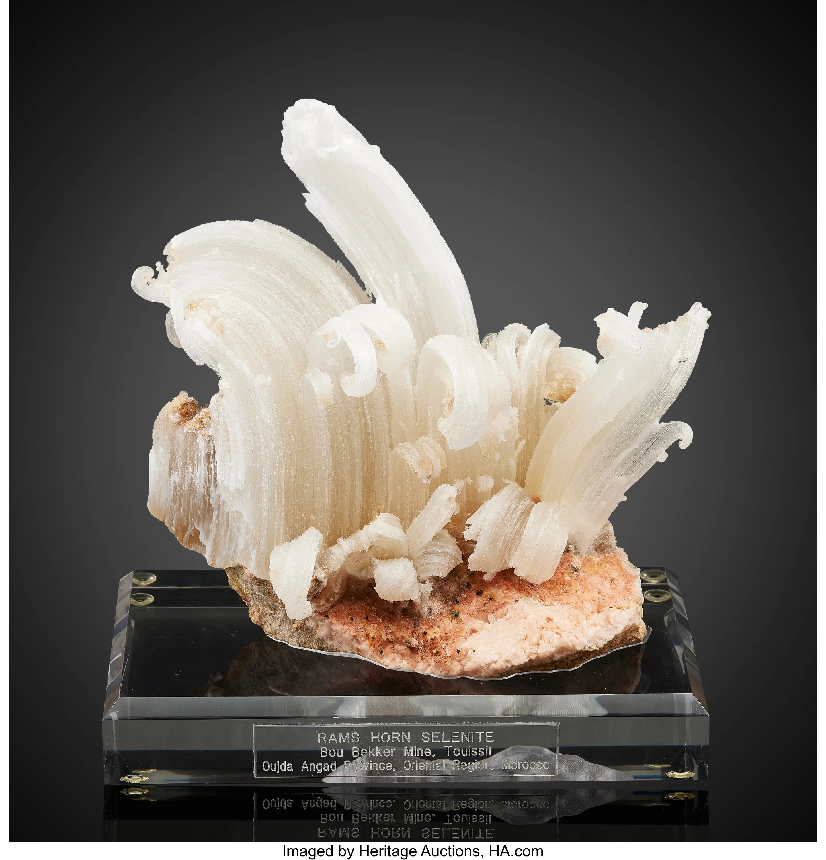 Ram's Horn Selenite - image 1