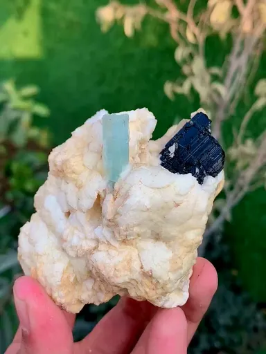 specimen video