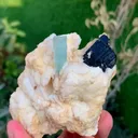 specimen video