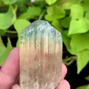 specimen video