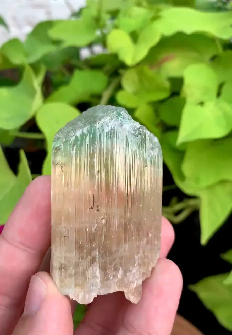 specimen video