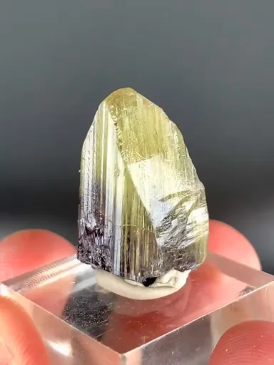 specimen video