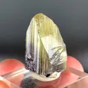 specimen video