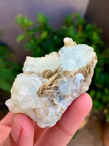 specimen video