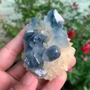 specimen video