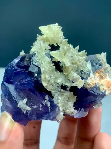 specimen video
