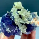specimen video