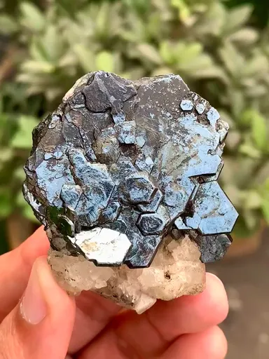 specimen video