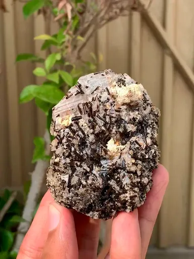 specimen video