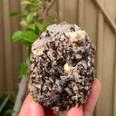 specimen video