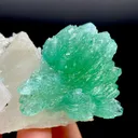 Rare Green Apophyllite Spray on Calcite | Natural Indian Mineral Specimen from Jalgaon DK87 - image 2