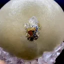 Rare Jumbo Botryoidal Fluorite  – Indian Zeolite Mineral Specimen from Madhya Pradesh DK108 - image 3