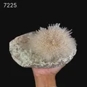 Rare Museum-Grade White Mesolite Spray on Heulandite Matrix – Self-Standing Natural Zeolite Mineral Specimen from Pune, India - image 2