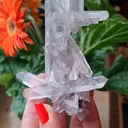 specimen video