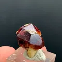 specimen video