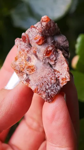 specimen video