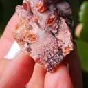 specimen video