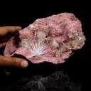 Rare Scolecite Spray with Green Apophyllite, Stilbite & Heulandite on Pink Matrix – Natural Indian Zeolite Specimen - image 4