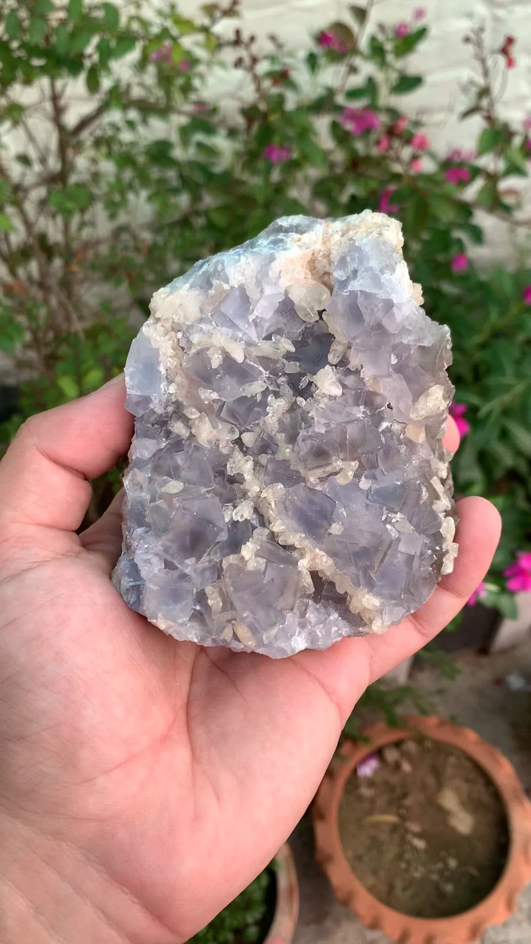 specimen video
