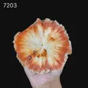 Rare "Sunflower" Orange Scolecite Disk with Micro-Chalcedony Inclusions - Museum-Grade Specimen from Nashik, India - image 2