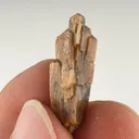 specimen video