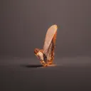 Rare V-Twin Diaspore – Muğla Milas Locality - image 3