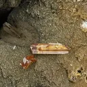 RASPITE with Stolzite - image 1