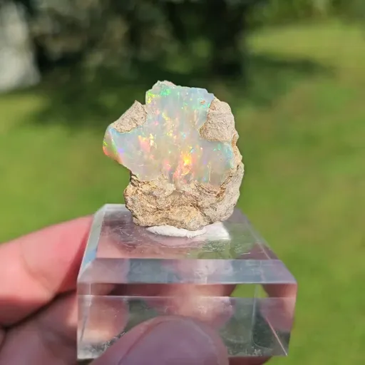 specimen video