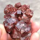 specimen video
