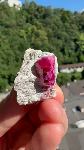 specimen video